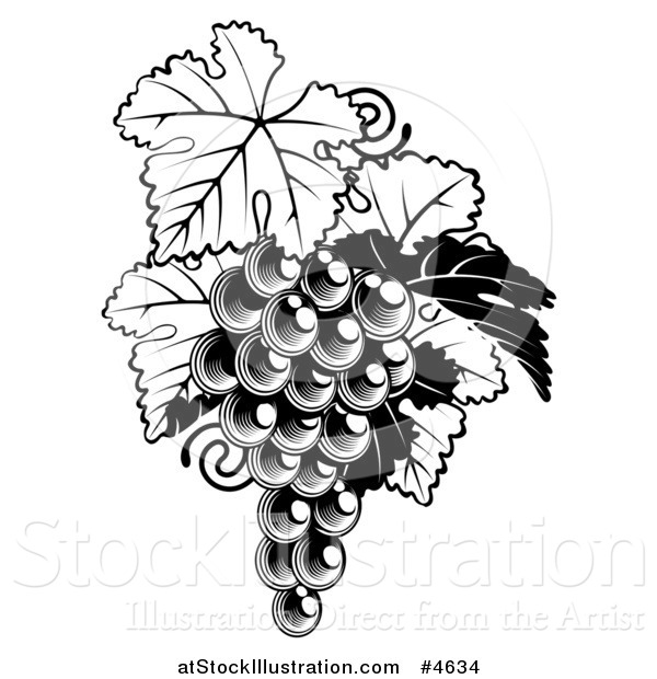 Vector Illustration of a Black and White Bunch of Grapes and Leaves