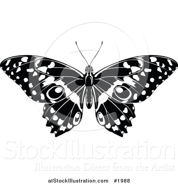 Vector Illustration of a Black and White Butterfly