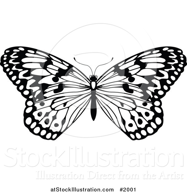 Vector Illustration of a Black and White Butterfly