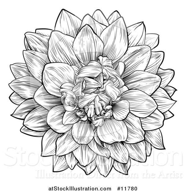 Vector Illustration of a Black and White Dahlia or Chrysanthemum Flower in Woodcut Style
