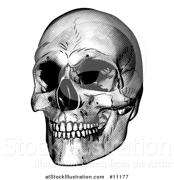 Vector Illustration of a Black and White Engraved Human Skull