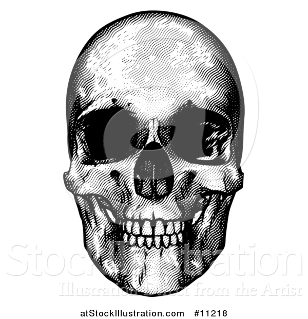 Vector Illustration of a Black and White Engraved Human Skull