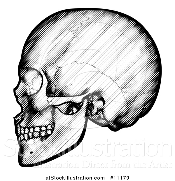 Vector Illustration of a Black and White Engraved Human Skull in Profile