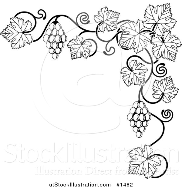Vector Illustration of a Black and White Grape Vine with Bunches of Grapes and Leaves Curling Along a Top Right Corner Edge