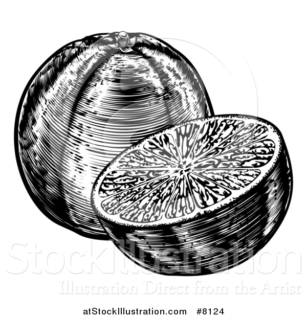 Vector Illustration of a Black and White Retro Engraved or Woodcut Whole and Halved Navel Oranges