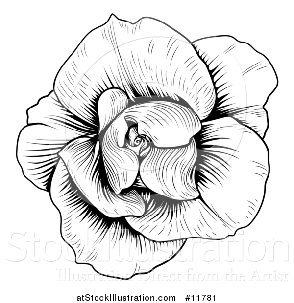 Vector Illustration of a Black and White Rose Flower in Woodcut Style