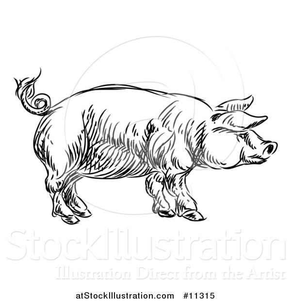 Vector Illustration of a Black and White Sketched Pig in Profile