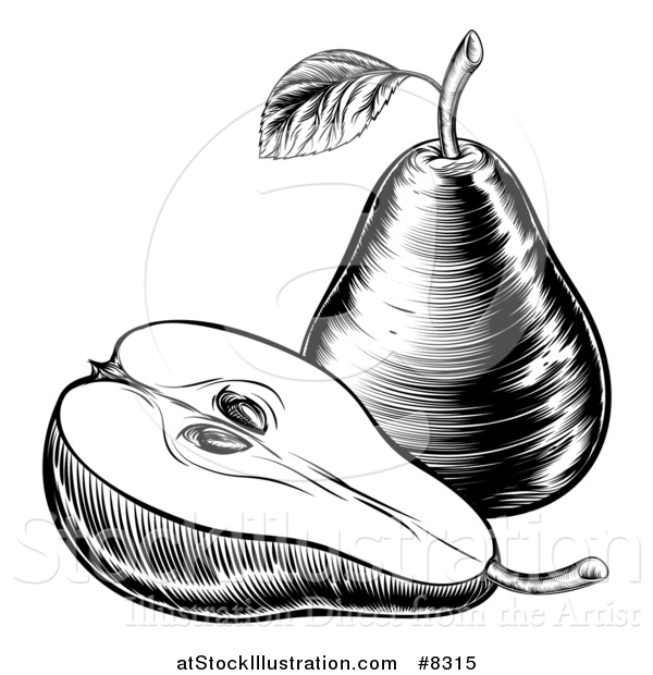 Vector Illustration of a Black and White Vintage Woodcut or Engraved Pear and Half