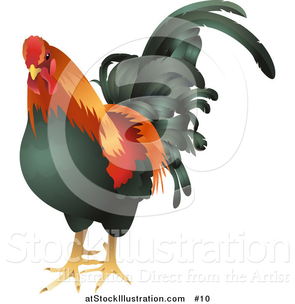 Vector Illustration of a Black, Red and Orange Cock, Chicken, Rooster Bird