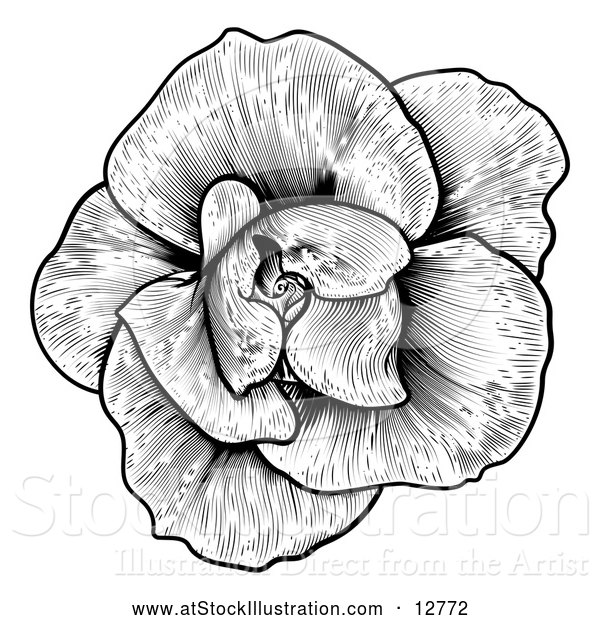 Vector Illustration of a Black Rose Flower