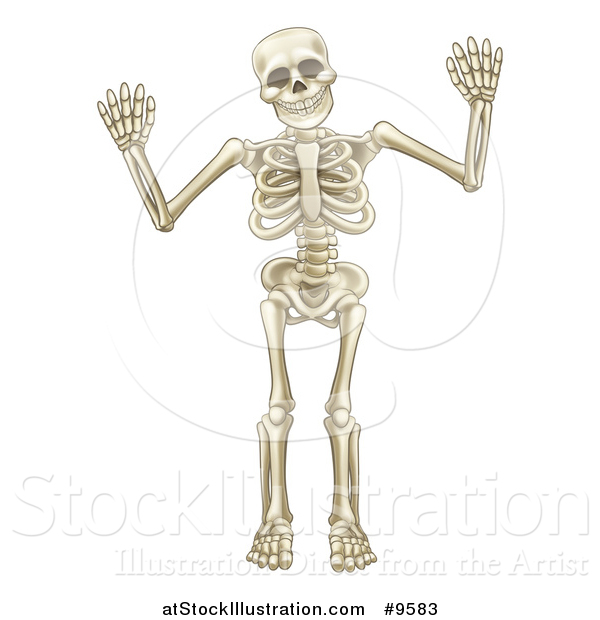 Vector Illustration of a Cartoon Human Skeleton Holding up Both Hands