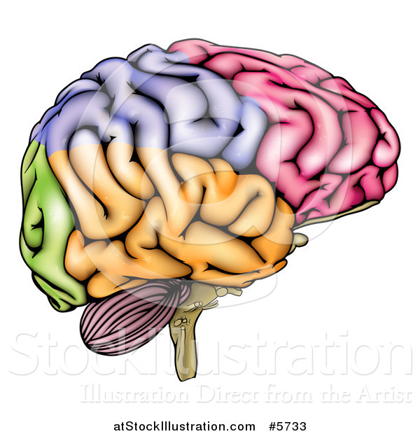 Vector Illustration of a Colorful Anatomically Correct Human Brain