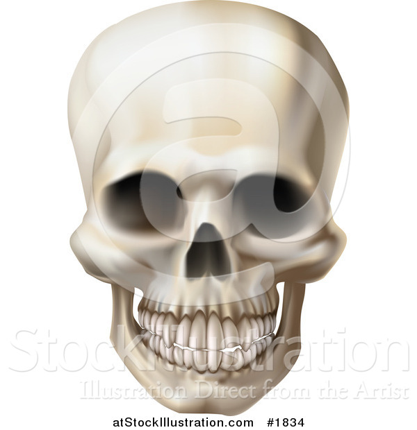 Vector Illustration of a Creepy Human Skull with a Clenched Jaw