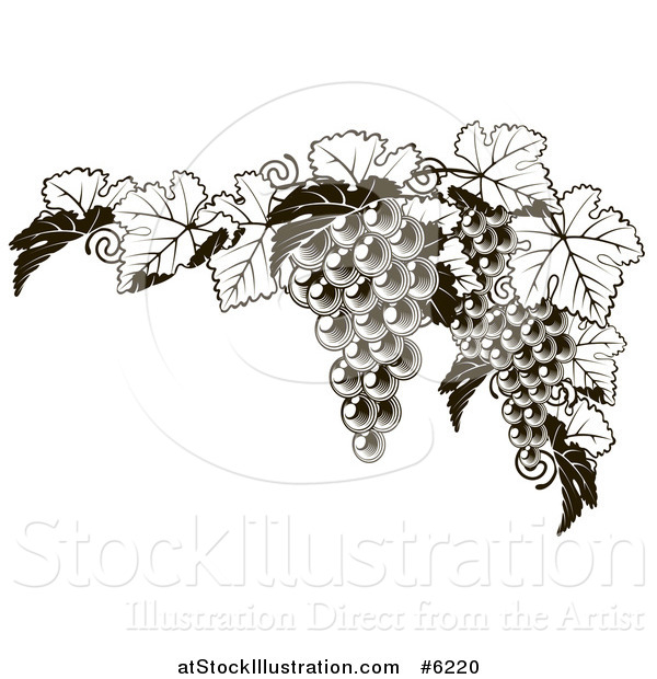 Vector Illustration of a Dark Grapes and Leaves Border