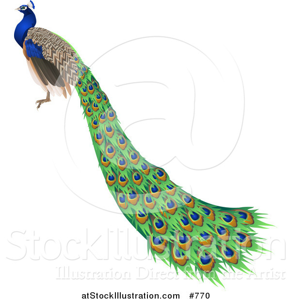 Vector Illustration of a Gorgeous Indian Blue Peacock Bird