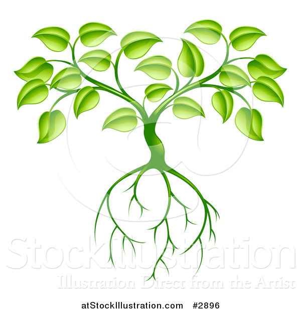 Vector Illustration of a Green Plant with Leaves and Deep Roots