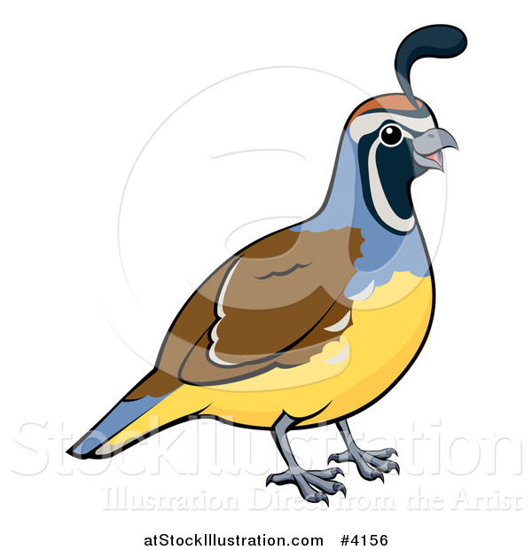 Vector Illustration of a Happy Male California Quail Bird