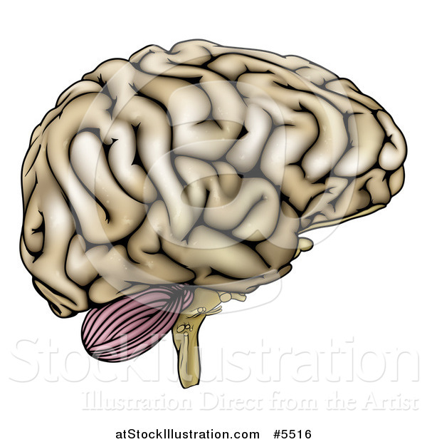 Vector Illustration of a Human Brain in Profile