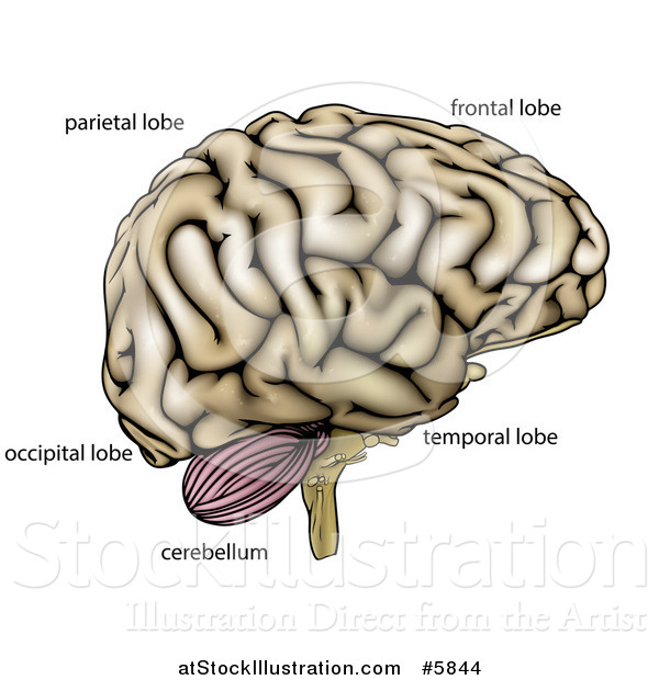 Vector Illustration of a Human Brain with Anatomically Correct Section Labels