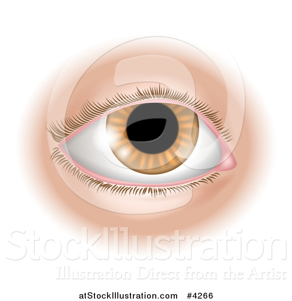 Vector Illustration of a Human Eye