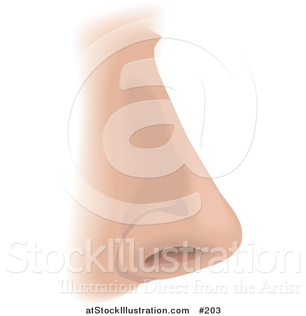 Vector Illustration of a Human Nose and Nostril