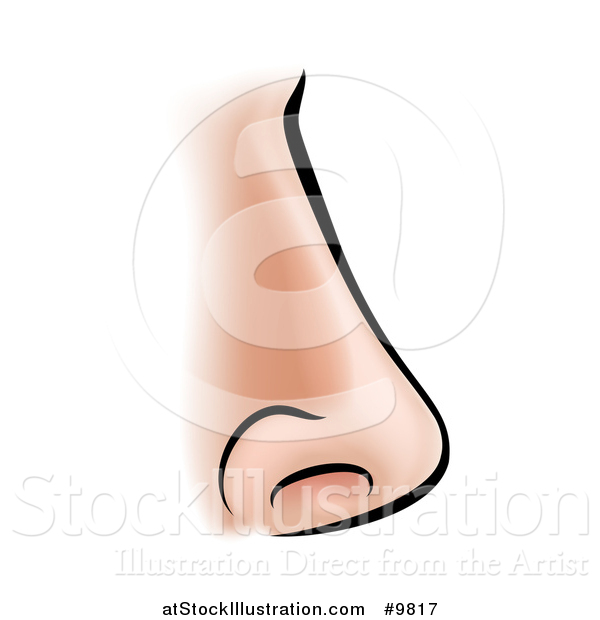 Vector Illustration of a Human Nose