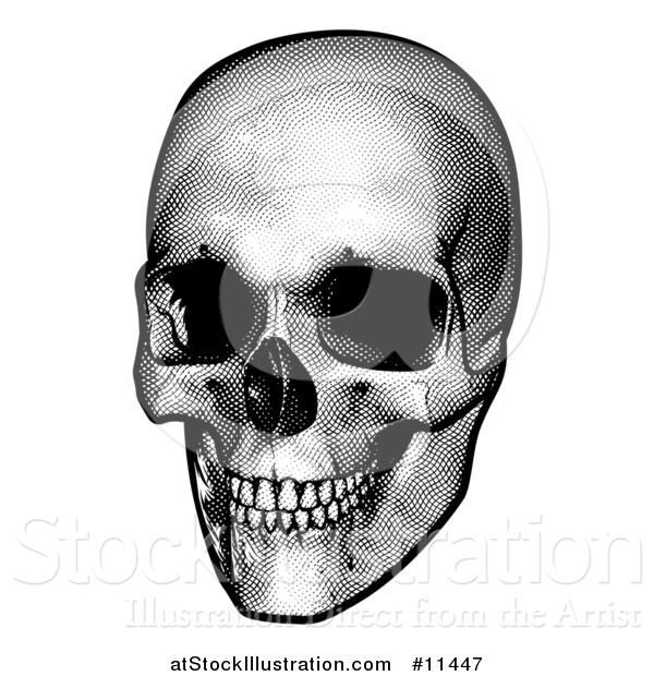 Vector Illustration of a Human Skull, Black and White Vintage Etched Style