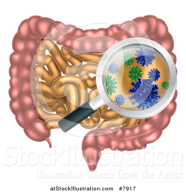 Vector Illustration of a Magnifying Glass Zooming in on Gut Flora Bacteria or Viruses in the Human Digestive System