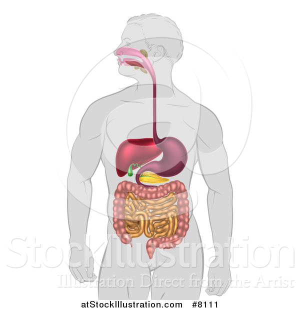 Vector Illustration of a Man's Body with a 3d Visible Digestive System Digestive Tract Alimentary Canal