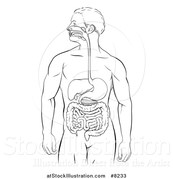 Vector Illustration of a Man's Body with a Visible Digestive System Tract Alimentary Canal