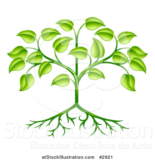 Vector Illustration of a Organic Green Plant with Leaves and Roots