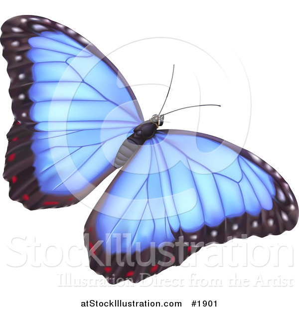 Vector Illustration of a Pretty Blue Butterfly