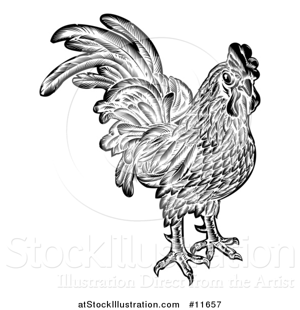 Vector Illustration of a Rooster Chicken Black and White Woodcut Style