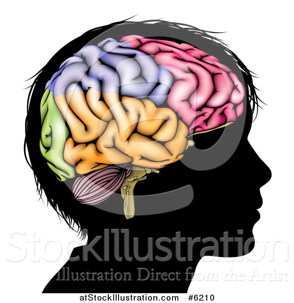 Vector Illustration of a Silhouetted Boy's Head with a Colorful Brain