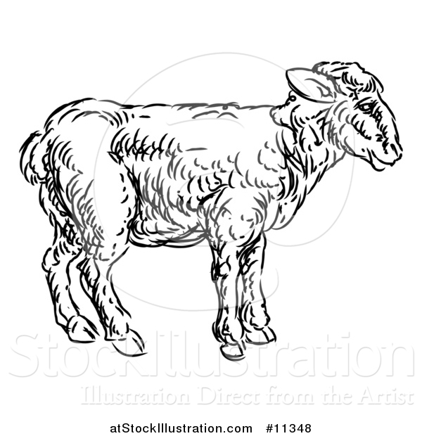 Vector Illustration of a Sketched Black and White Lamb