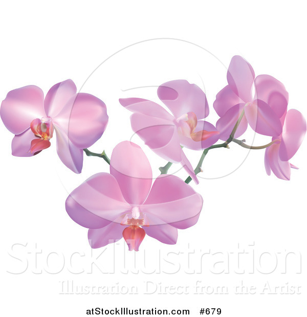 Vector Illustration of a Stem of Pink Orchid Flowers