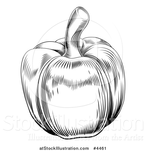 Vector Illustration of a Vintage Woodcut Styled Bell Pepper in Black and White