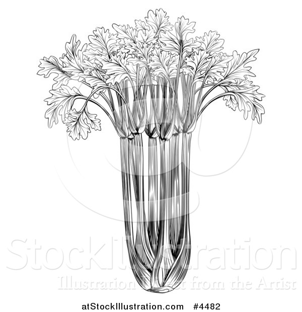 Vector Illustration of a Vintage Woodcut Styled Bunch of Celery in Black and White