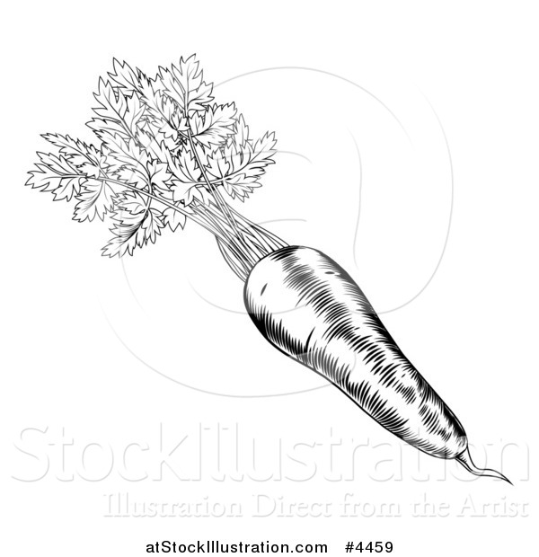 Vector Illustration of a Vintage Woodcut Styled Carrot with Greens