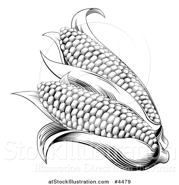 Vector Illustration of a Vintage Woodcut Styled Ears of Corn in Black and White