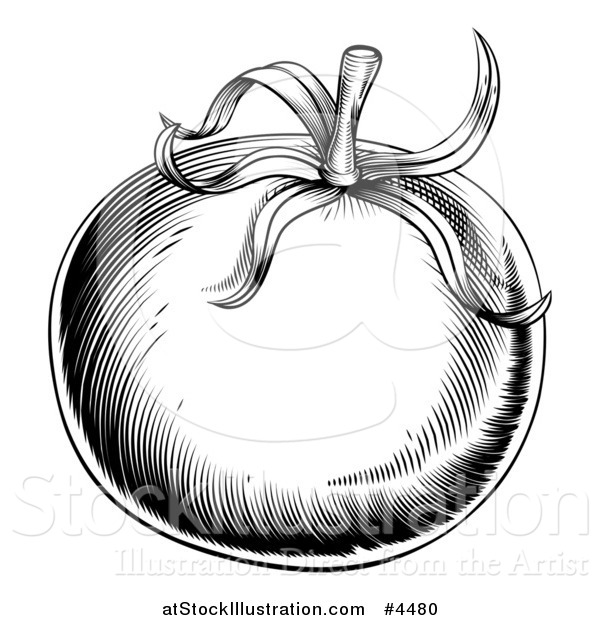 Vector Illustration of a Vintage Woodcut Styled Tomato in Black and White