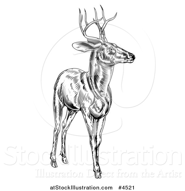 Vector Illustration of a Woodcut Deer Stag in Black and White