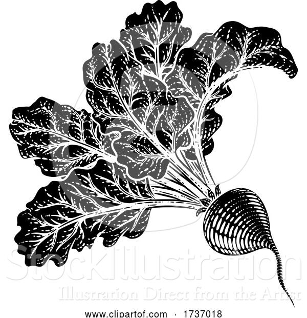 Vector Illustration of Beet Beetroot Vegetable Woodcut Illustration