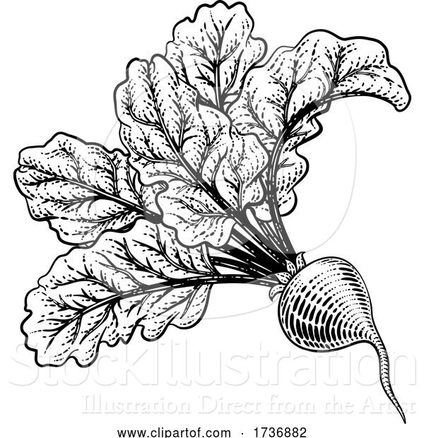 Vector Illustration of Beet Beetroot Vegetable Woodcut Illustration