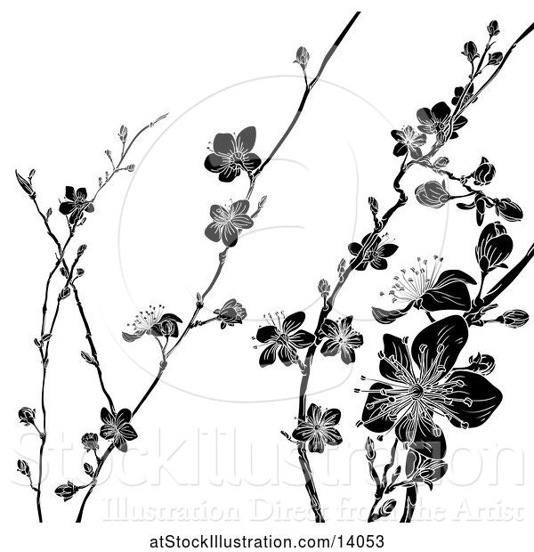 Vector Illustration of Black and White Cherry Blossom Branches Background