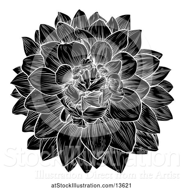 Vector Illustration of Black and White Dahlia or Chrysanthemum Flower in Woodcut Style