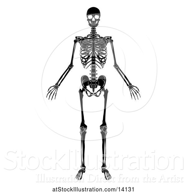 Vector Illustration of Black and White Human Skeleton