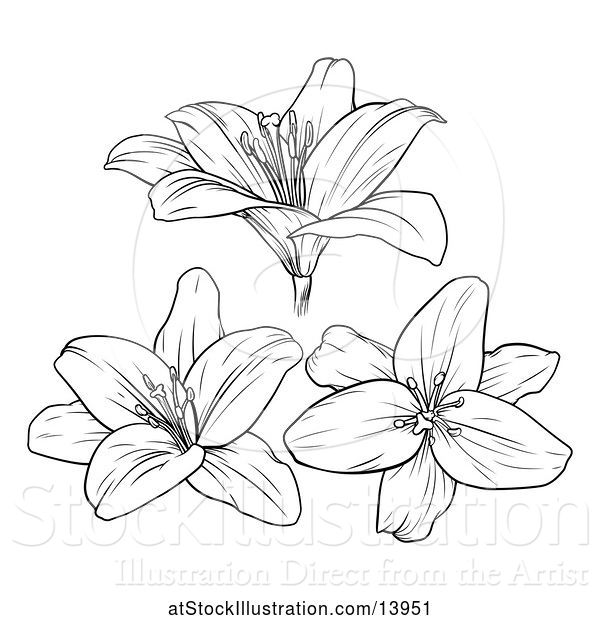Vector Illustration of Black and White Lily Flowers