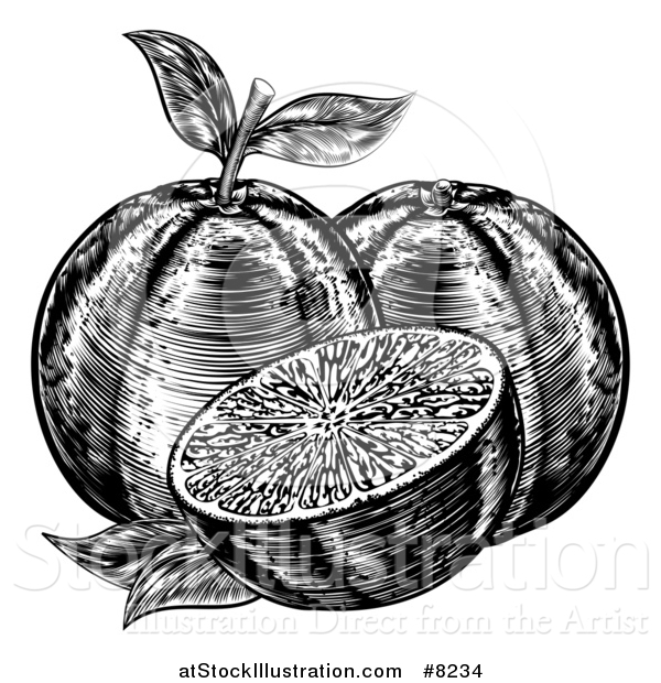 Vector Illustration of Black and White Woodcut or Engraved Navel Oranges