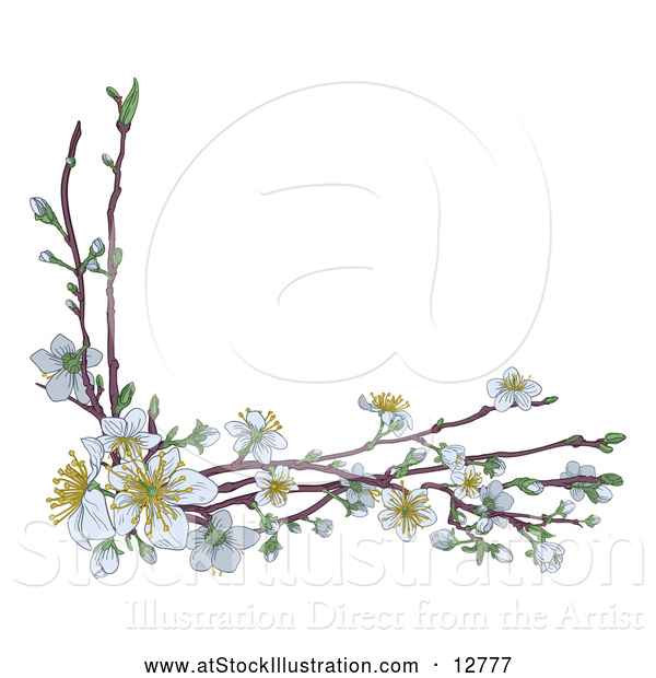 Vector Illustration of Branches with White Spring Blossoms